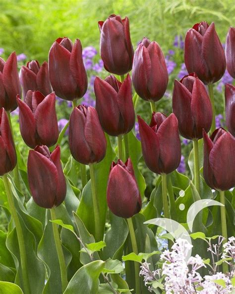 Tulip National Velvet Красивые цветы Тюльпаны Цветы