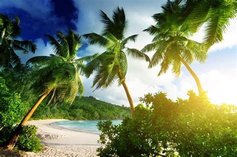Wallpaper Sunlight Landscape Sky Beach Green Palm Trees Jungle Caribbean Rainforest
