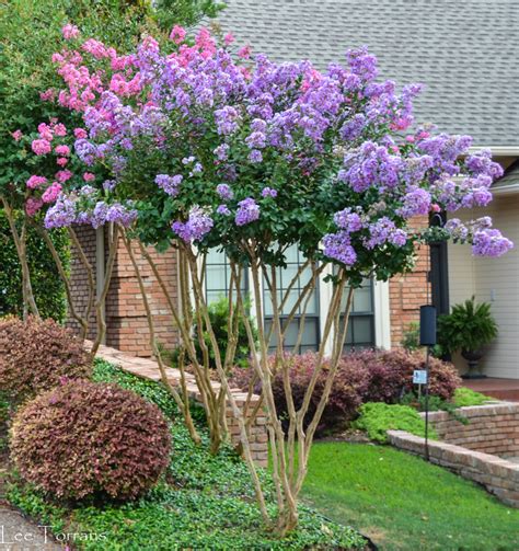 Enjoys a full sun position, and once established is quite. Purple Crape Myrtles - Lee Ann Torrans Gardening