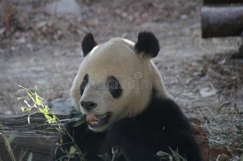 Giant Panda In Beijing Zoo China Stock Photo Image Of Male