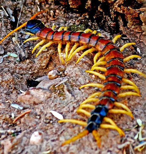 85 Amazing Are Centipede Bites Deadly Insectza