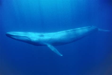 Australia To Take Part In Southern Ocean Whale Research Voyage