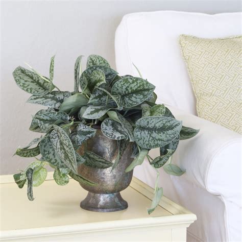 This is the size of a pothos leaf that grows indoors in pots, but under native conditions, the leaves may be larger. Free Plants - Grow Pothos Cuttings in Water | Espoma