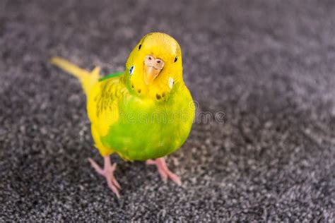 Yellow And Green Female Budgerigar Parakeet Stock Photo Image Of