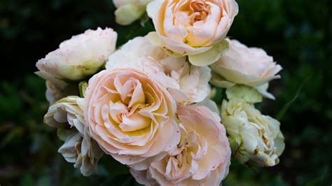 Desktop Wallpaper Light Pink Roses Flowers Close Up Hd Image