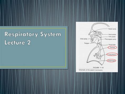 Ppt Respiratory System Lecture 2 Powerpoint Presentation Free