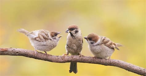 Baby Sparrows All You Need To Know Birdfact