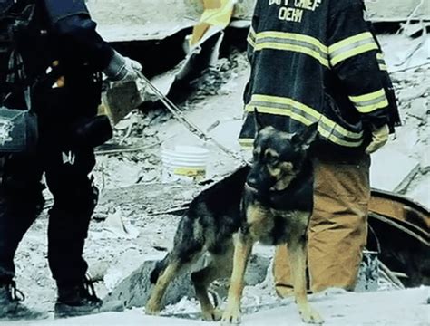 Remembering 911 A Tribute To The Search Rescue Dogs That Helped In