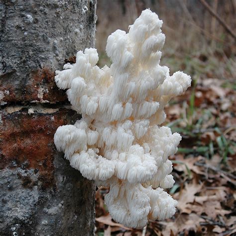 Comb Tooth Mushroom Organic Sawdust Spawn Hericium