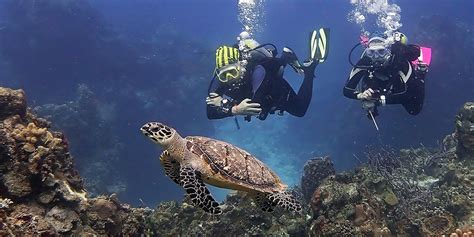 Cozumel Diving With Jungle Divers Best Diving In The Caribbean