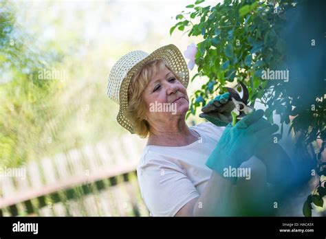 Senior Woman Trimming Plants With Pruning Shears Stock Photo Alamy