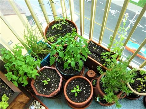 Starting An Organic Vegetable Garden In Containers The Garden