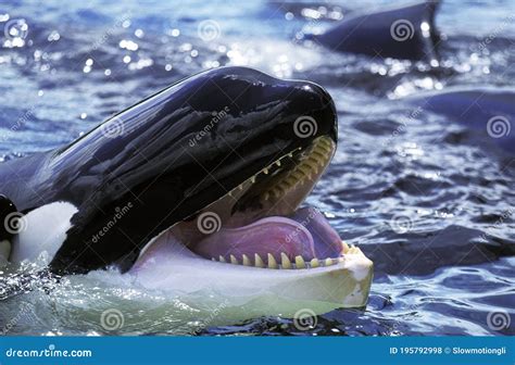 Killer Whale Orcinus Orca Adult With Open Mouth Stock Photo Image