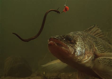 Additionally, i analyzed another, popular method, and disc. LEECHES VS. MINNOWS VS. NIGHTCRAWLERS | Northland Fishing ...