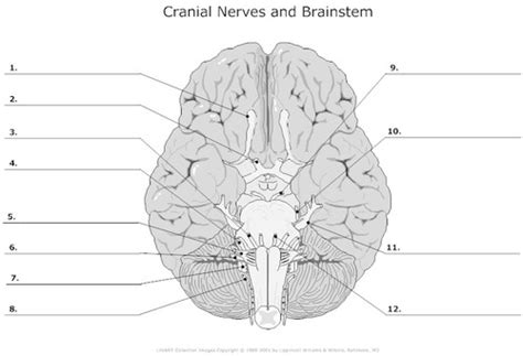 pns 12 cranial nerves flashcards quizlet