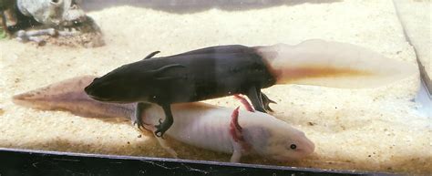 The Ethics Of Firefly Axolotls