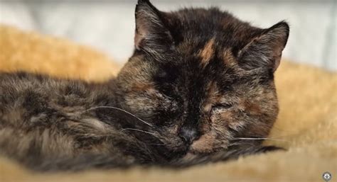Meet Flossie The Oldest Cat In The World