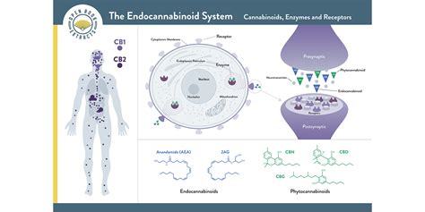 The Functioning Endocannabinoid System Ecs Open Book Extracts