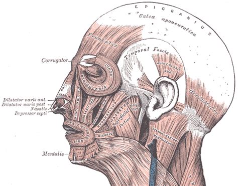 galea_aponeurotica [Operative Neurosurgery]