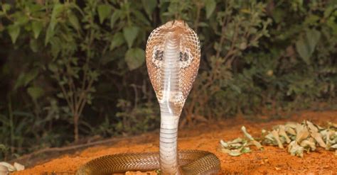 Gaboon Viper Vs King Cobra Whats The Difference 2022