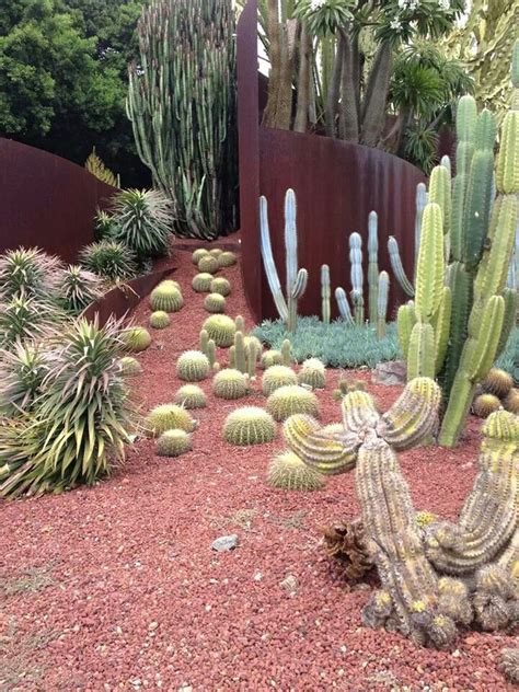 Sydney Plants Cactus Plants Landscape