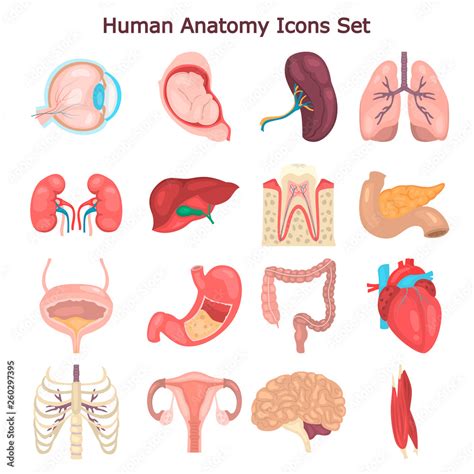 Human Anatomy Color Vector Icon Set Flat Design Stock Vector Adobe Stock