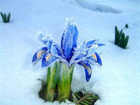 Wonderful Blue Flower In The Snow Natural Wonders In December