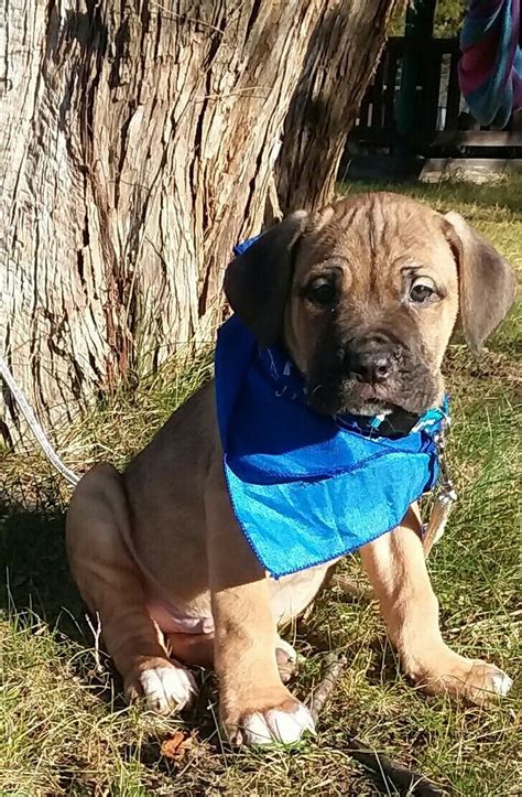 These smart dogs respond well to consistent, reliable leadership and need their master to be the leader of the pack. Cane Corso Puppies For Sale | Dayton, OH #257831 | Petzlover