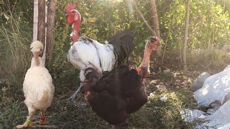 5 Farklı Kel Tavuk ve Kel Horoz Türkan Cinsi Hayvanlarım YouTube