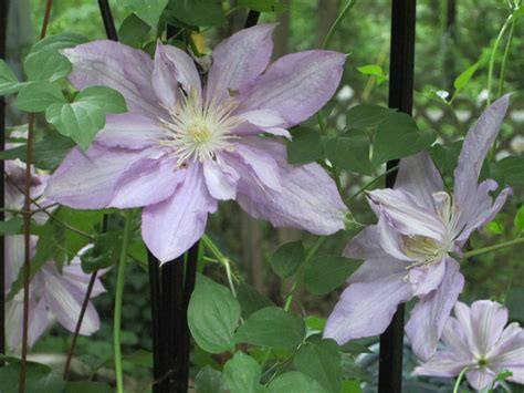 Bouquets, baskets, gifts, gourmet food Garden Gate Flowers | Garden gates, Flowers, Garden