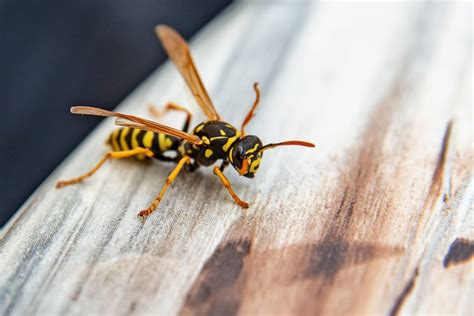 10 Facts About Wasps Everyone Should Know Part 1 Metro Vancouver