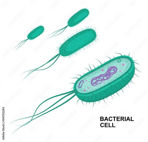 Vector Bacterial Cell Anatomy Isolated On White Background Educational