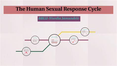 the human sexual response cycle by nadia jammal on prezi