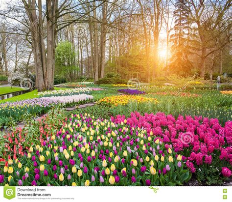 Beautiful Blooming Flowers At Sunset In Keukenhof Park In