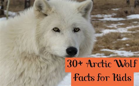 Arctic Wolf Habitat For Kids