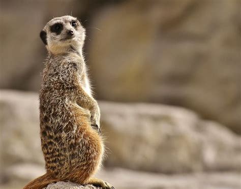 Small Animals Of Africa The Small 5 Going On Safari Meerkat