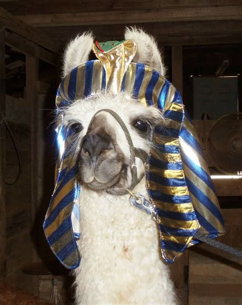 Llama Twist Wearing The Head Portion Of The Egyptian Costume That I