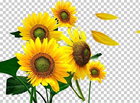 Download Sunflower petals download free clip art with a transparent ...