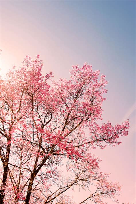 Pretty Pink Tree Wallpaper For Decor