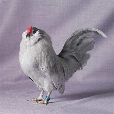 Tamara Staples The Magnificent Chicken Examines Varieties Of