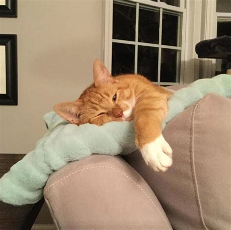 20 Sleeping Cats Who Take Naptime To A Whole New Level