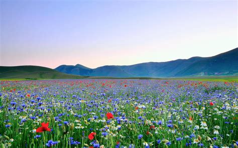 10 Latest Field Of Flowers Wallpaper Full Hd 1080p For Pc Background 2020