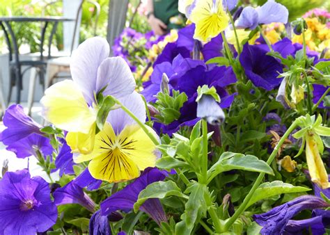Discover outstanding annuals for strong seasonal color, including tips on when and how to plant. Spring Flower Sale for RIM Metro North Cluster - First ...