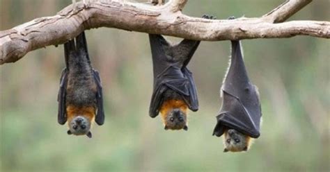 معلومات عن التواصل بين الخفافيش