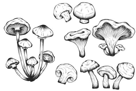 Mushrooms hand drawn set isolated in 2020 | Pilz zeichnung