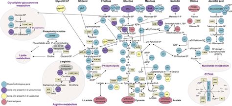 Inferring Active Metabolic Pathways From Proteomics And Essentiality