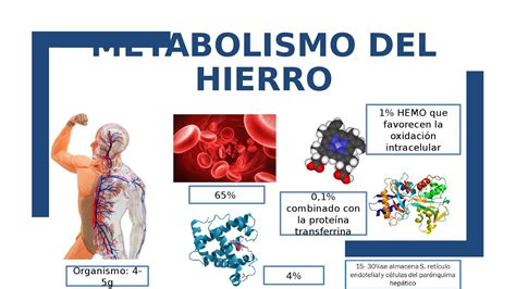 Metabolismo Del Hierro Bioquímica Médica Youtube