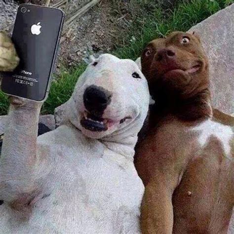 Dog Selfie Iphone Funny Dog Pictures Funny Selfies Silly Dogs
