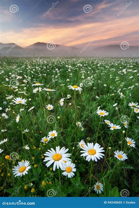 Daisies In The Field Near The Mountains Stock Image Image Of Plant
