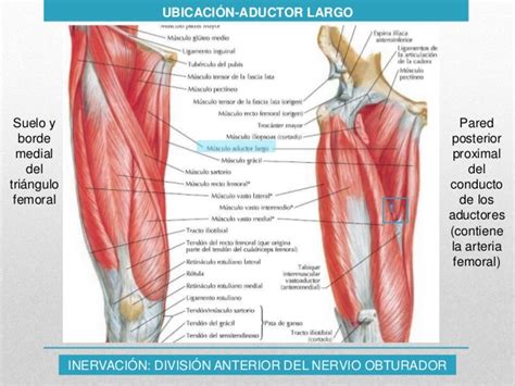 Músculos De La Pierna Anatomía Función Partes Origen E Inserción